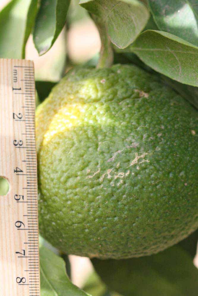            Immature fruit (Riverside, CA)   